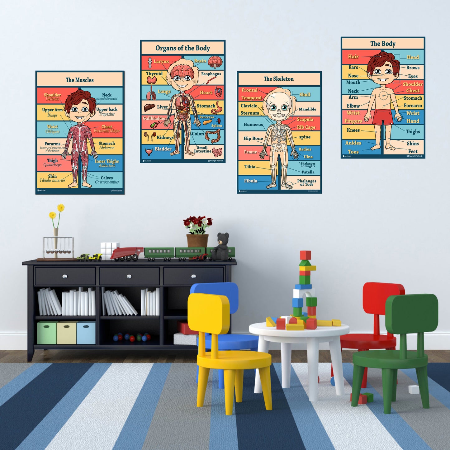 Anatomy Kids Poster 4 Pack Laminated Charts for Classrooms Early Learning