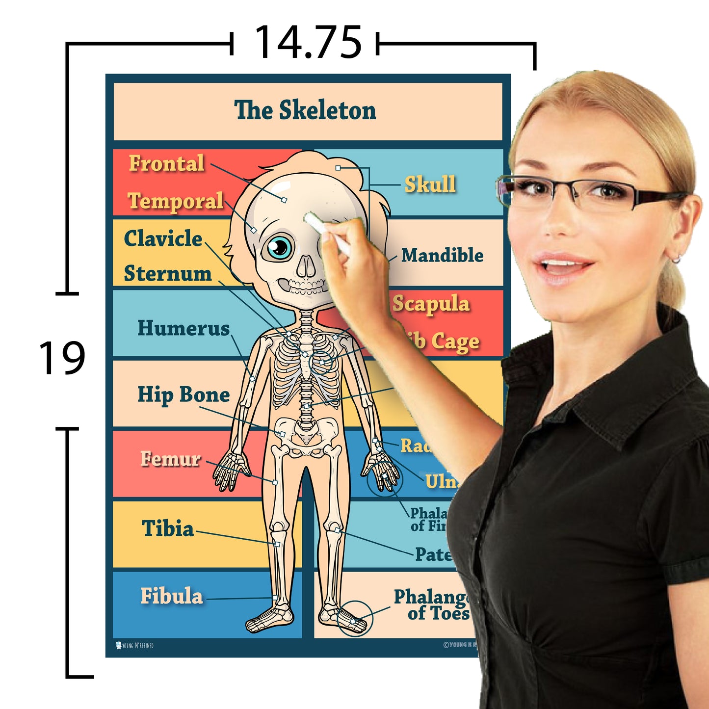 Anatomy Kids Poster 4 Pack Laminated Charts for Classrooms Early Learning
