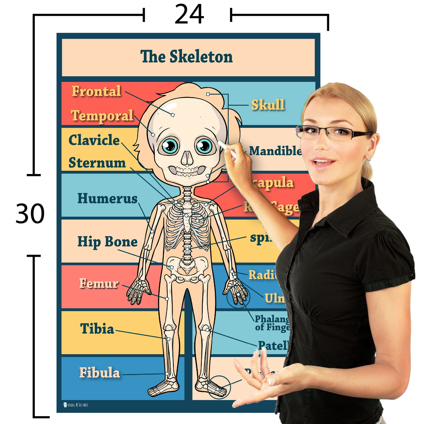 Anatomy Kids Poster 4 Pack Laminated Charts for Classrooms Early Learning