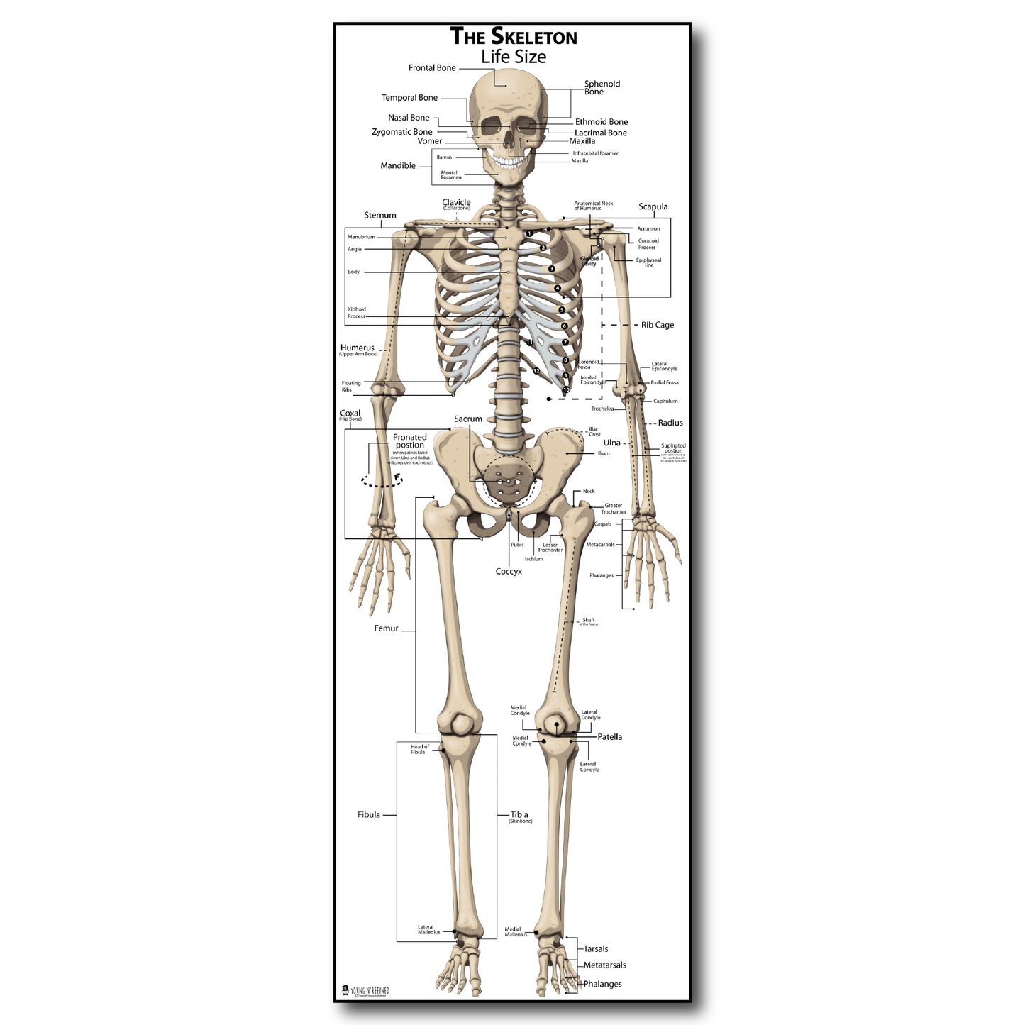 Life Size Skeleton bones named Poster for classroom or lab printed on durable quality plastic FIXES UPDATED 2025(24"x66") Young N Refined