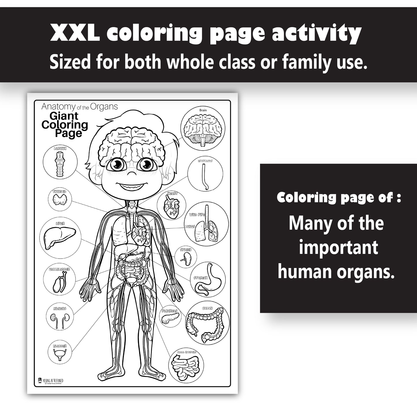 Human Anatomy Organs Extra Giant Coloring Page for kids Young N Refined