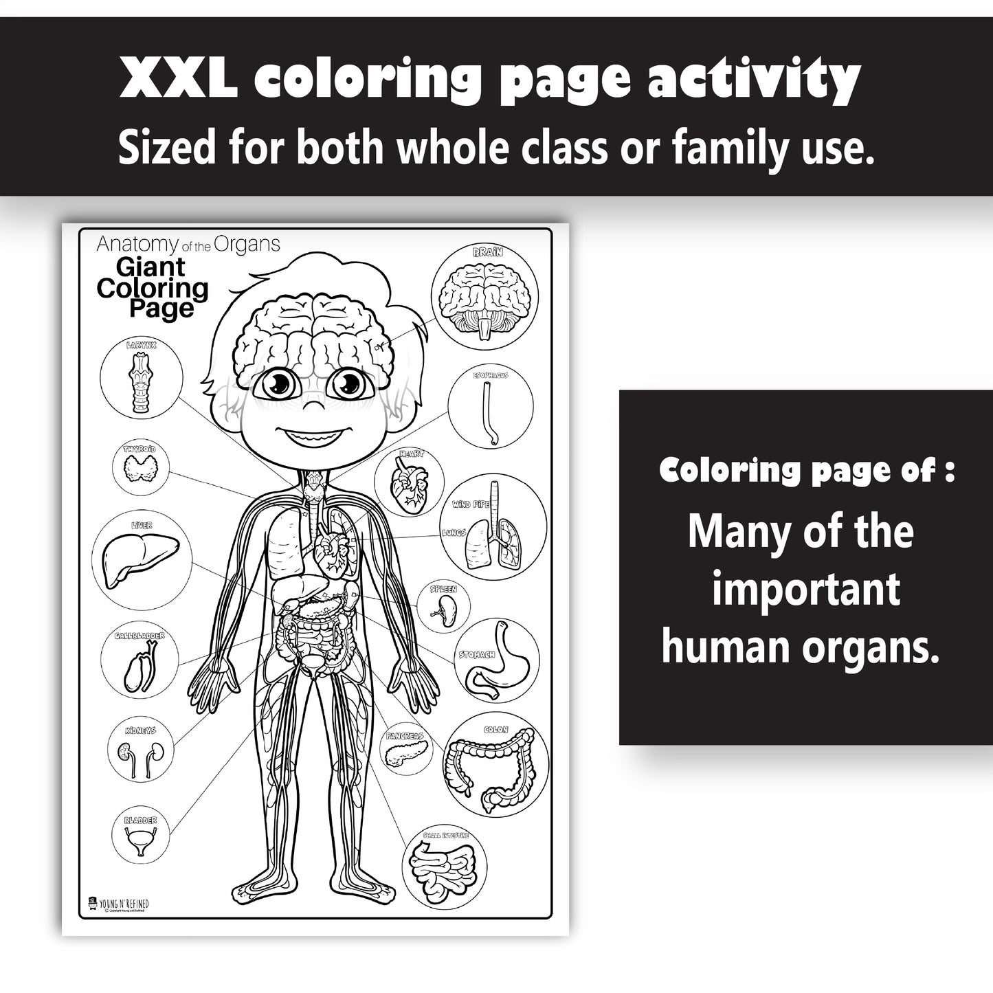 Human Anatomy Organs Extra Giant Coloring Page for kids Young N Refined