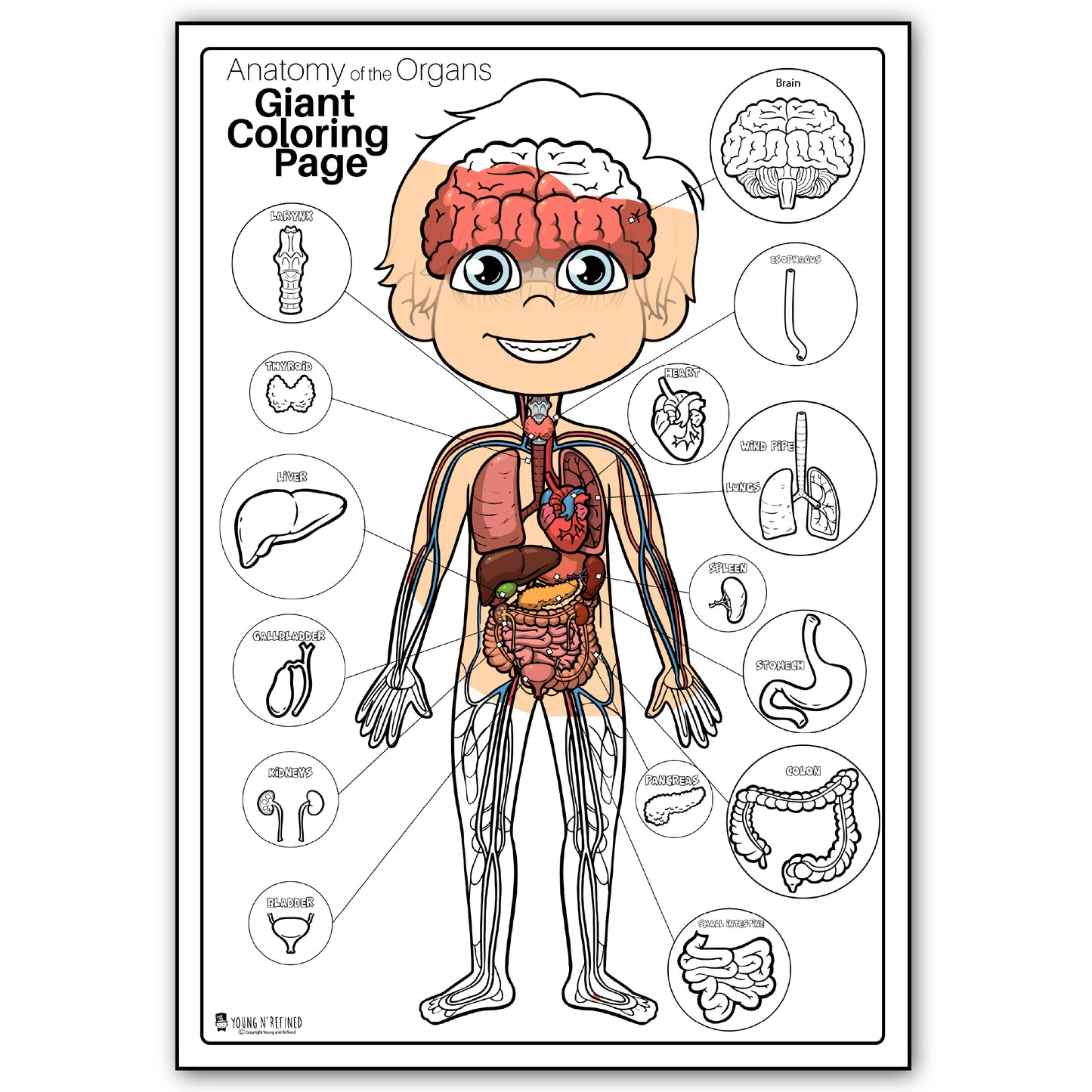 Human Anatomy Organs Extra Giant Coloring Page for kids Young N Refined