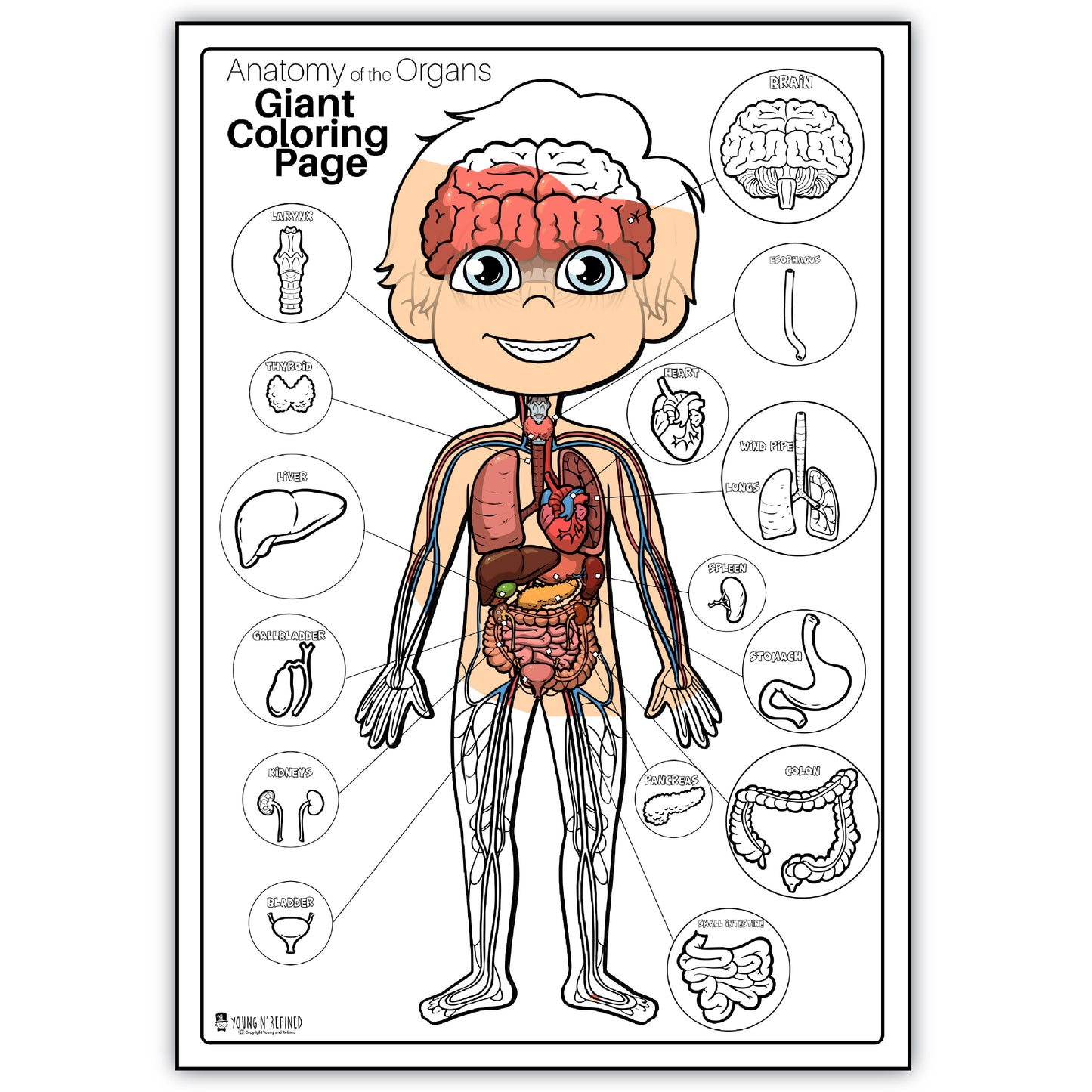 Human Anatomy Organs Extra Giant Coloring Page for kids Young N Refined