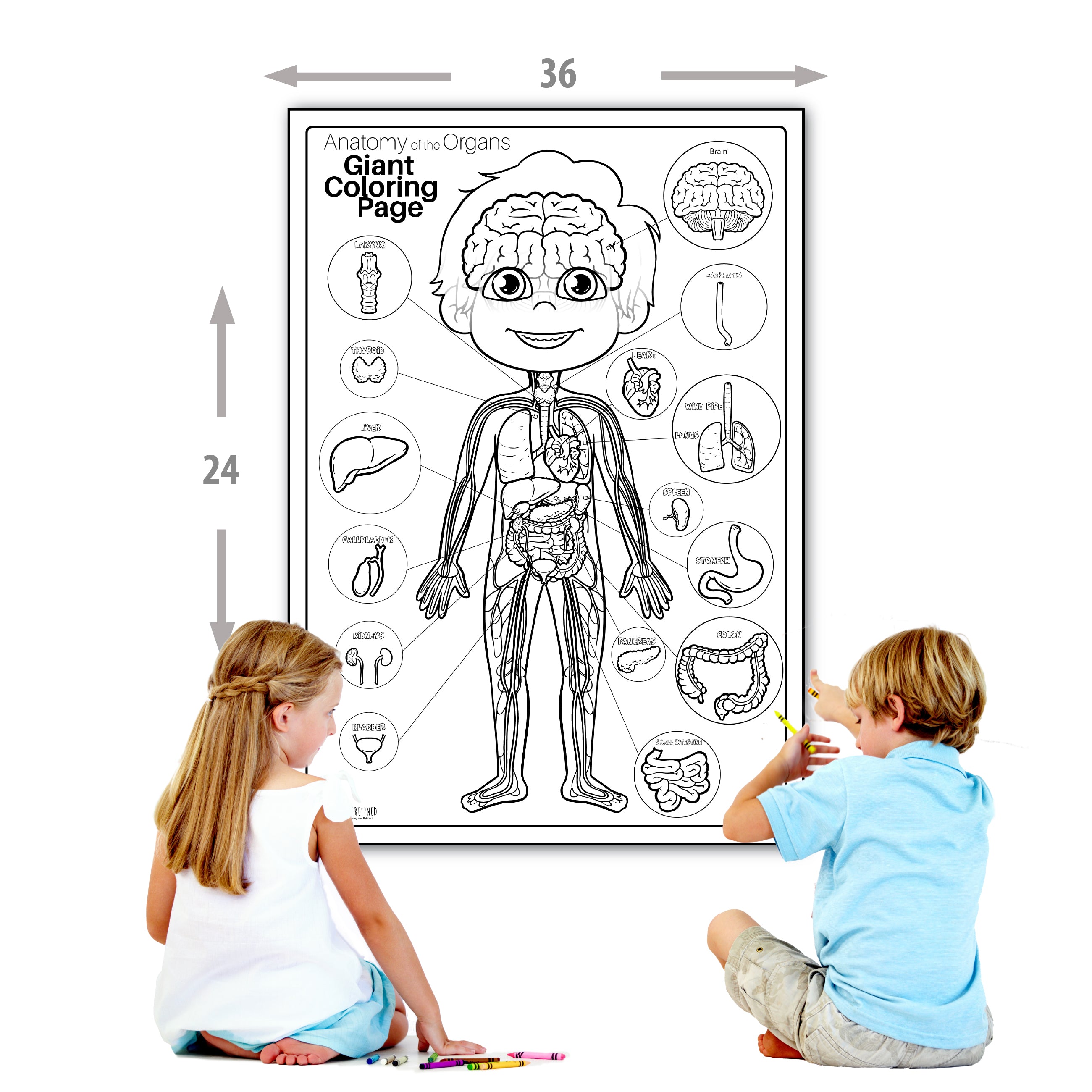 Kids Anatomy Human Female Body Cute Girl Scheme Internal Organs Stock  Vector by ©Lysak_Luda 654608654