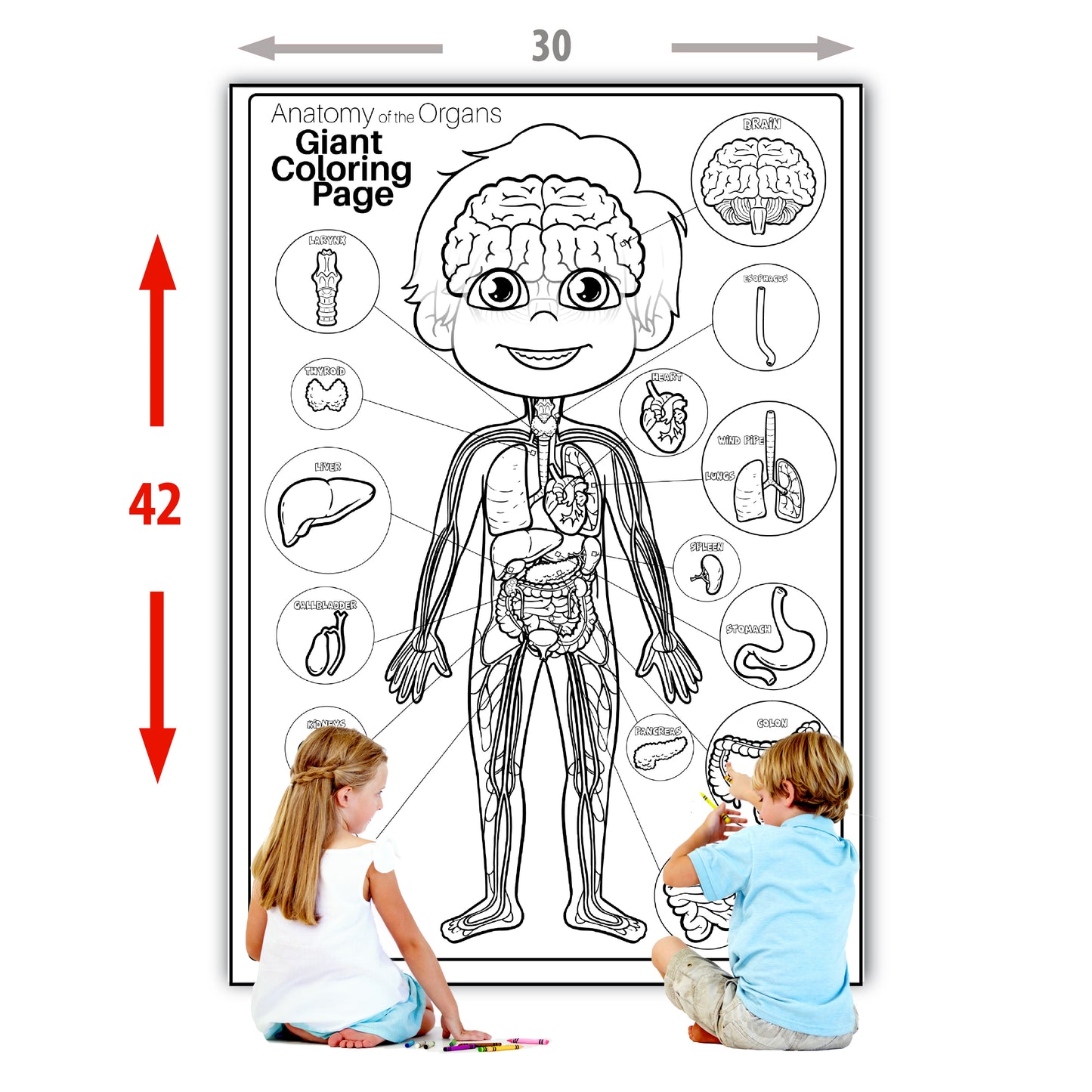 Human Anatomy Organs Extra Giant Coloring Page for kids Young N Refined