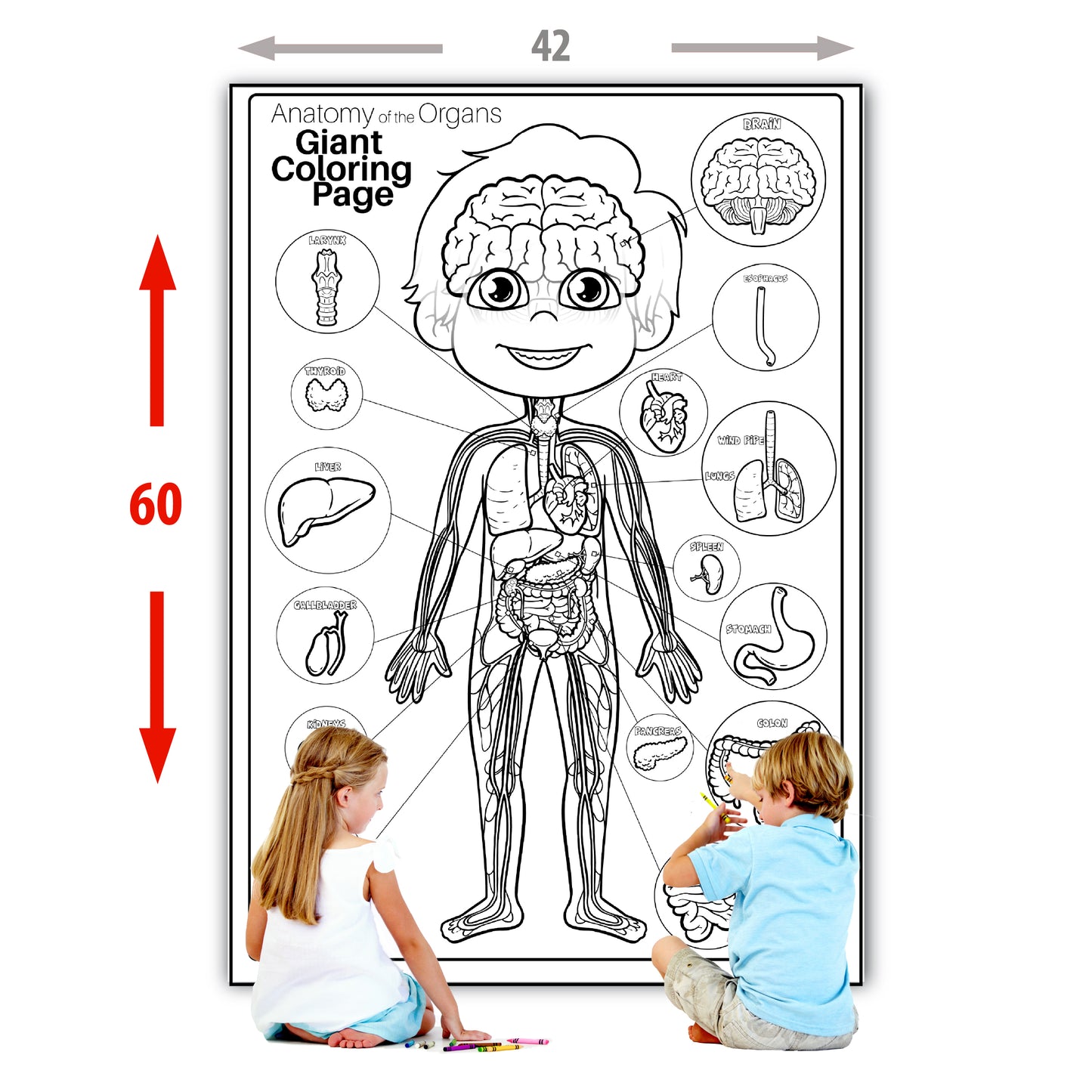 Human Anatomy Organs Extra Giant Coloring Page for kids Young N Refined