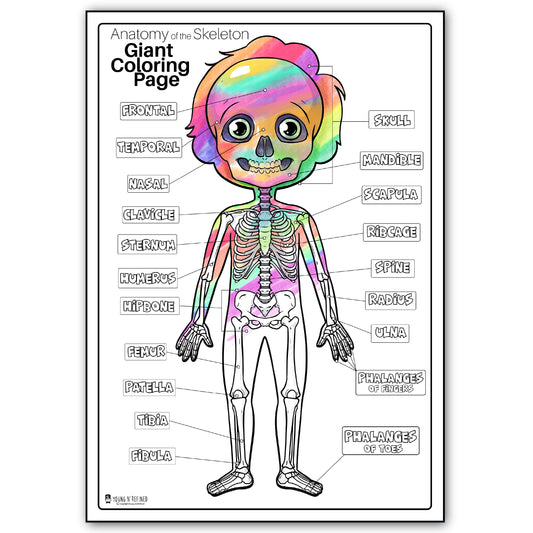 Human Anatomy Skeleton Large Coloring Page for Kids Young N Refined