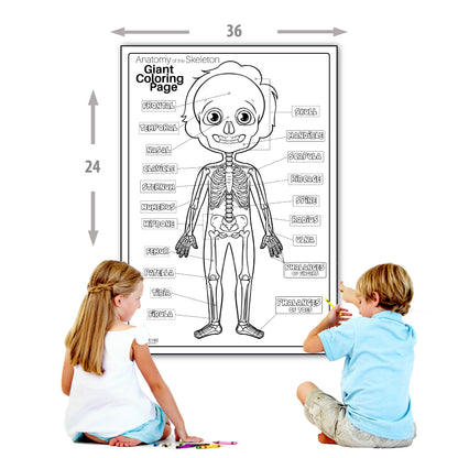 Human Anatomy Skeleton Large Coloring Page for Kids Young N Refined