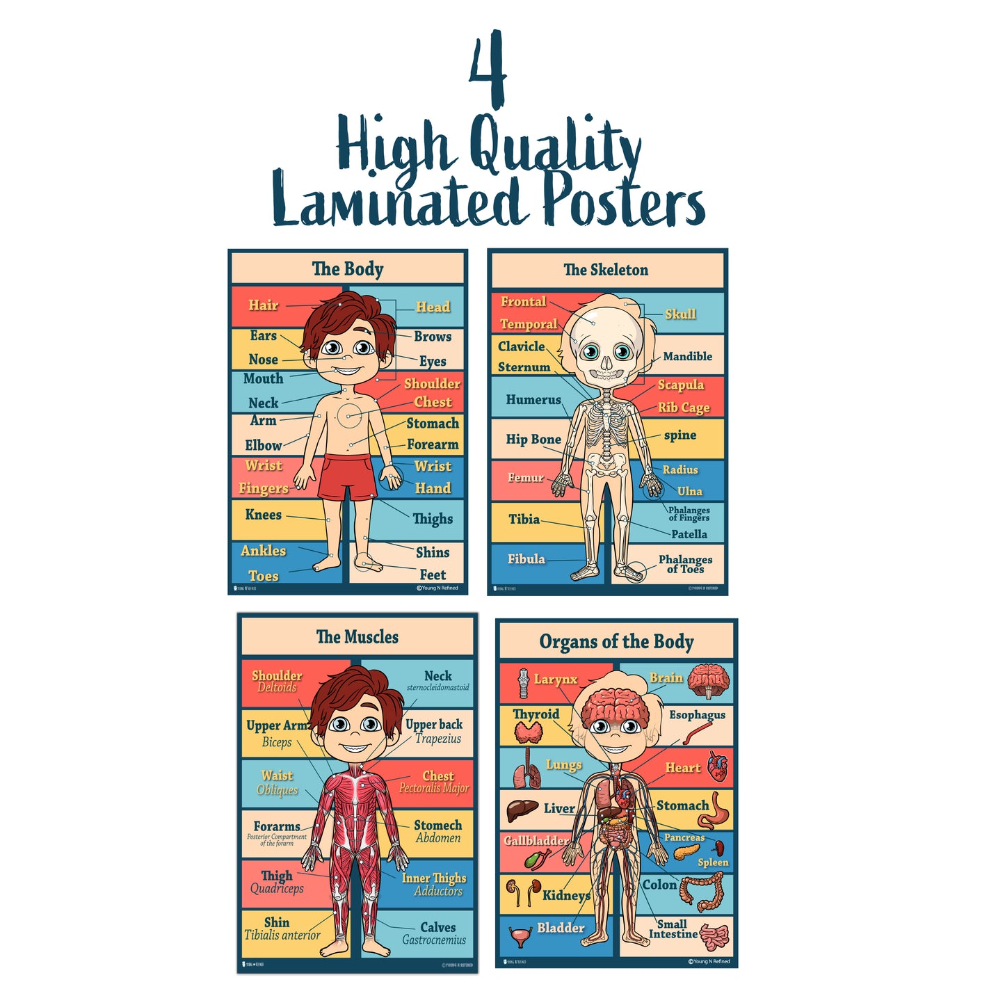 Anatomy Kids Poster 4 Pack Laminated Charts for Classrooms Early Learning