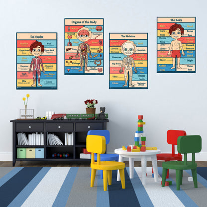 Anatomy Kids Poster 4 Pack Laminated Charts for Classrooms Early Learning