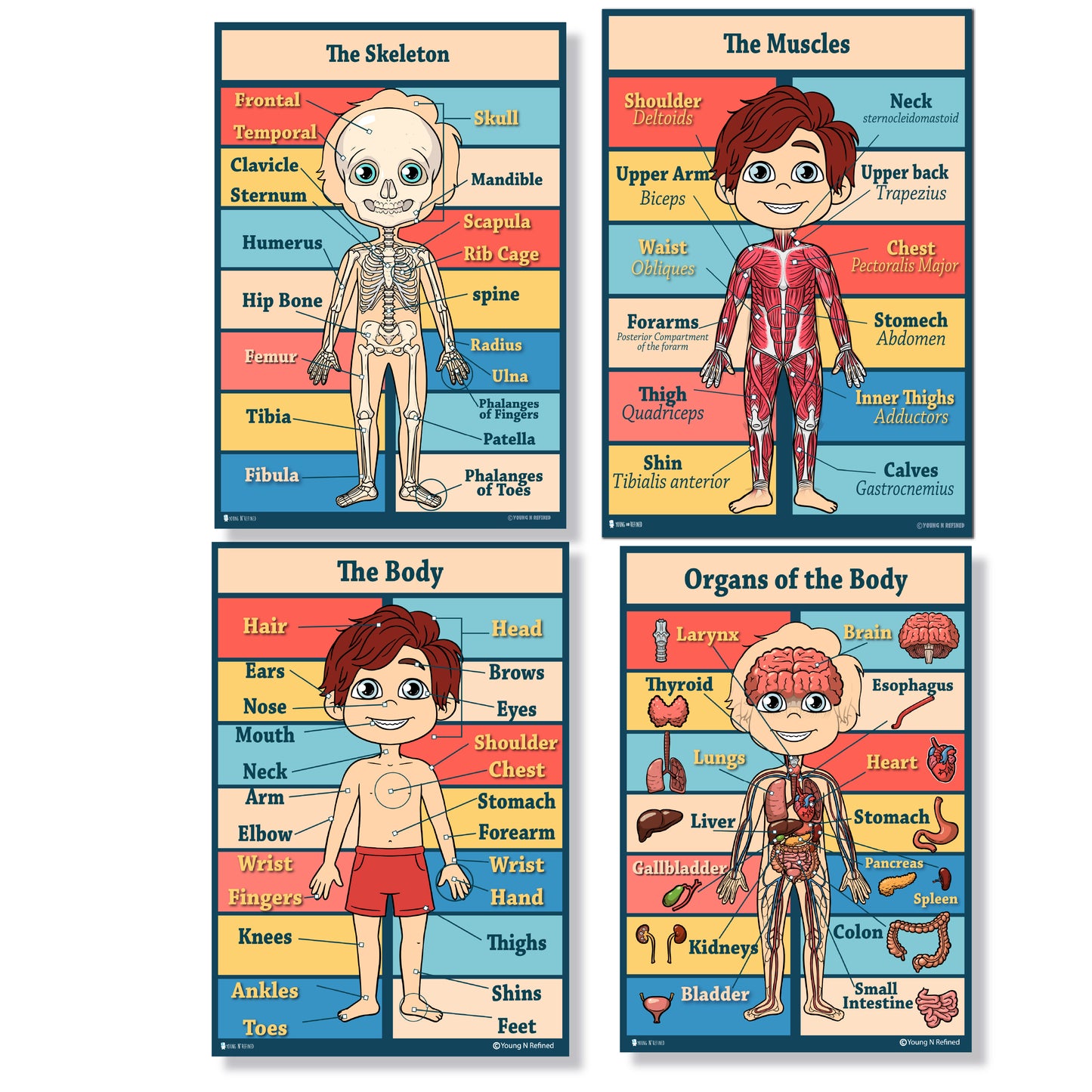 Anatomy Kids Poster 4 Pack Laminated Charts for Classrooms Early Learning