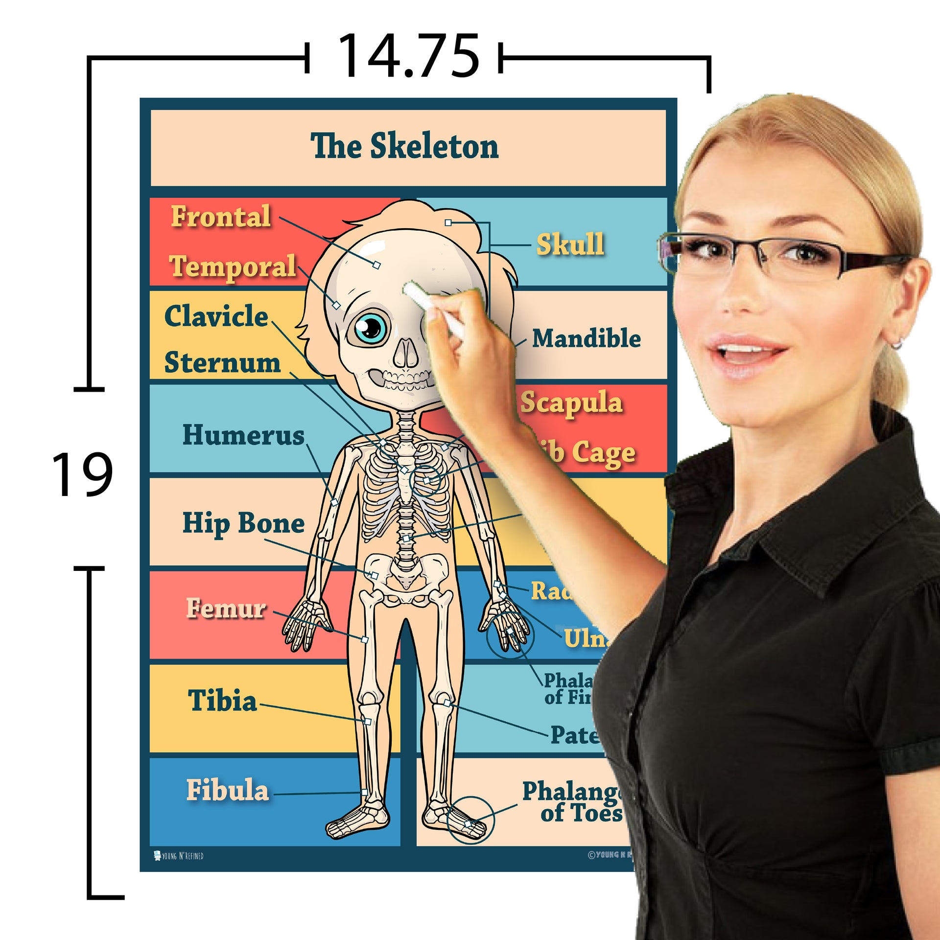 Anatomy Kids Poster 4 Pack Laminated Charts for Classrooms Early Learn –  Young N' Refined, image size:1920x1920