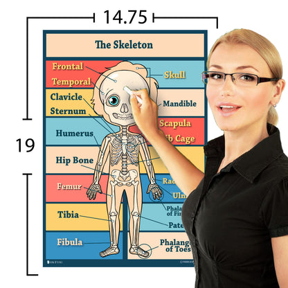 Anatomy Kids Poster 4 Pack Laminated Charts for Classrooms Early Learning