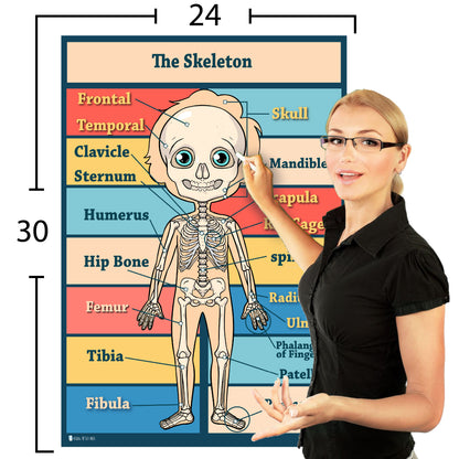 Anatomy Kids Poster 4 Pack Laminated Charts for Classrooms Early Learning