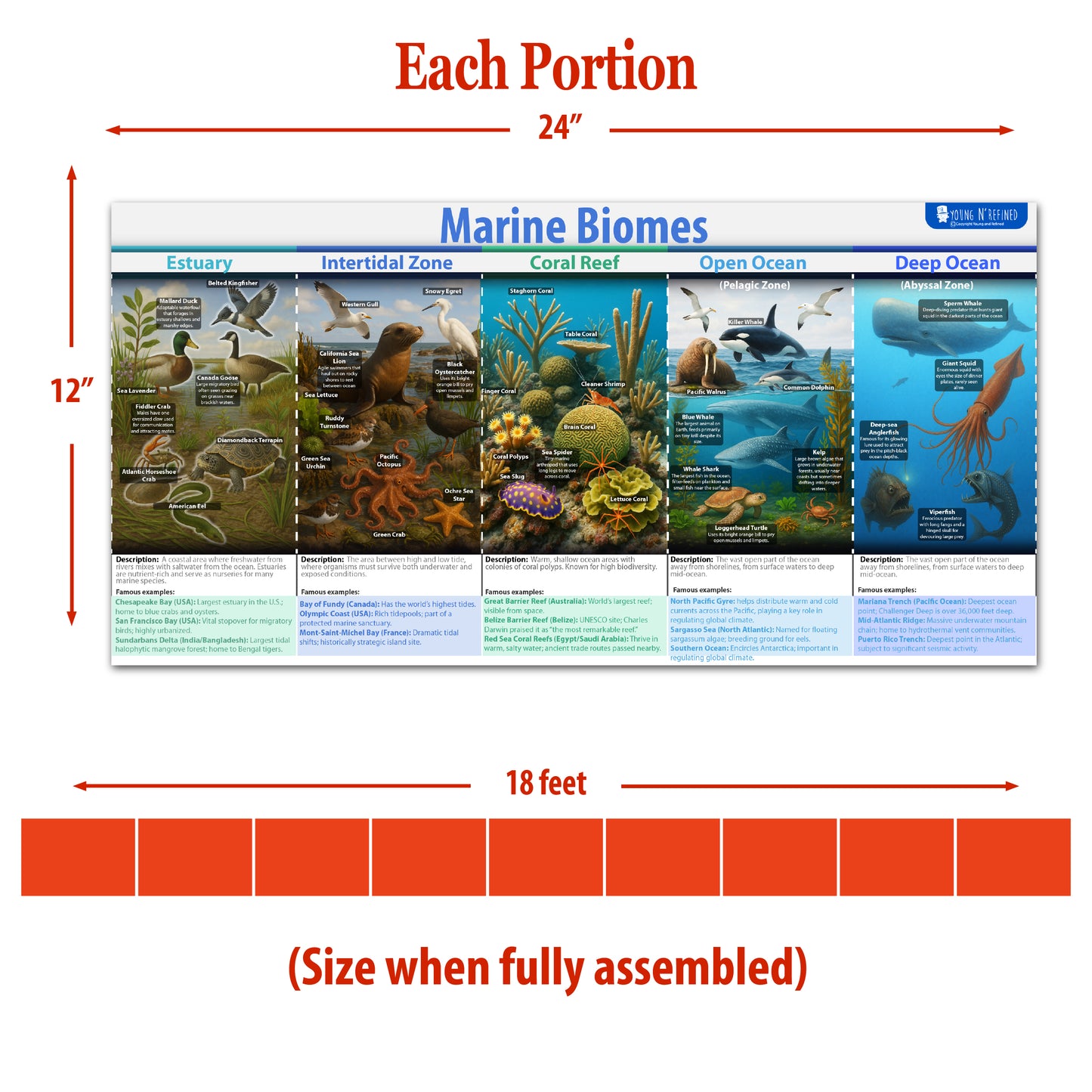 Natrual habitats Biomes Bulletin Board set