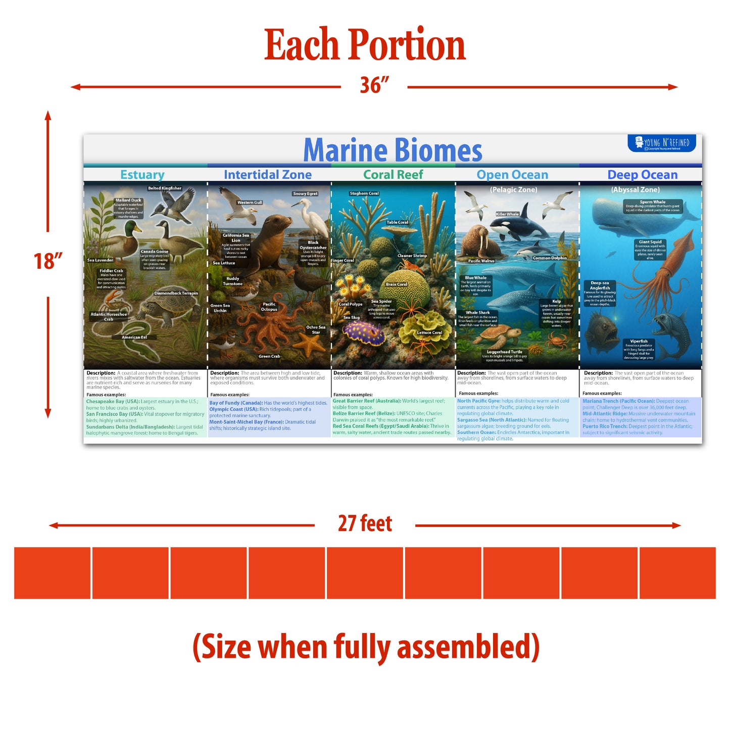 Natrual habitats Biomes Bulletin Board set