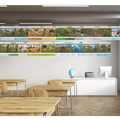 Natrual habitats Biomes Bulletin Board set