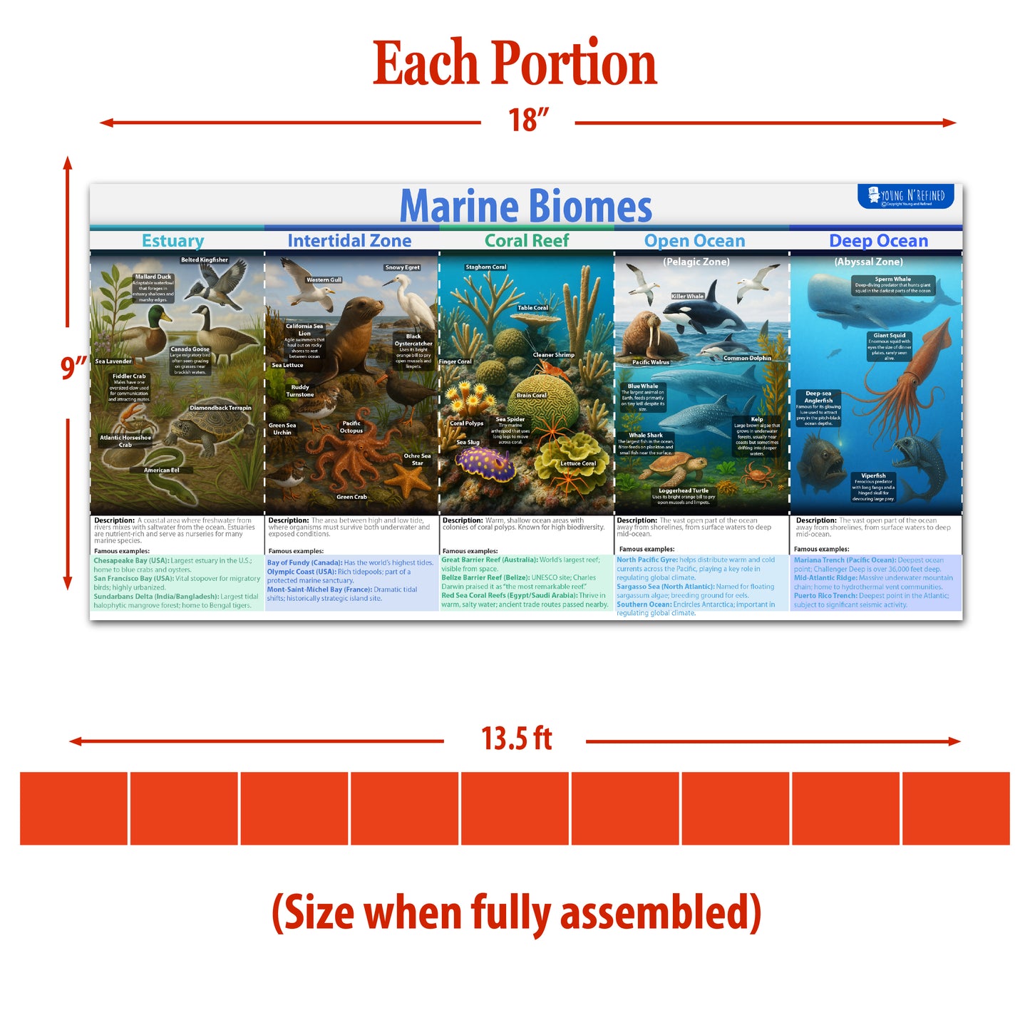 Natrual habitats Biomes Bulletin Board set