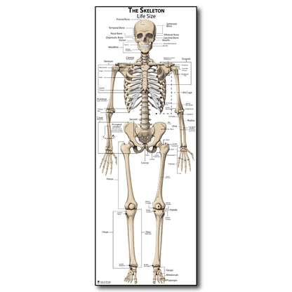 Life Size Skeleton bones named Poster for classroom or lab printed on durable quality plastic FIXES UPDATED 2025(24"x66") Young N Refined