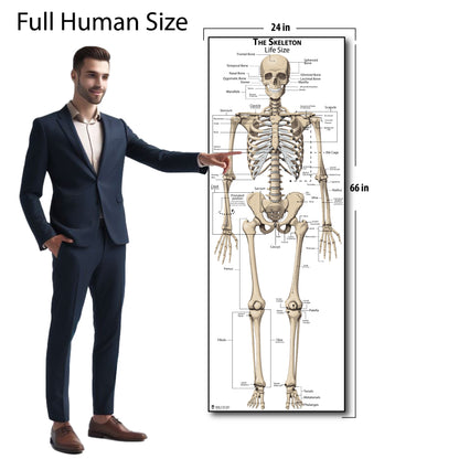 Life Size Skeleton bones named Poster for classroom or lab printed on durable quality plastic FIXES UPDATED 2025(24"x66") Young N Refined