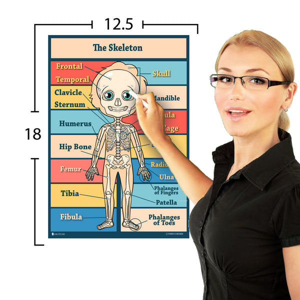 16 Educational poster pack Charts for classrooms early learning Alphab