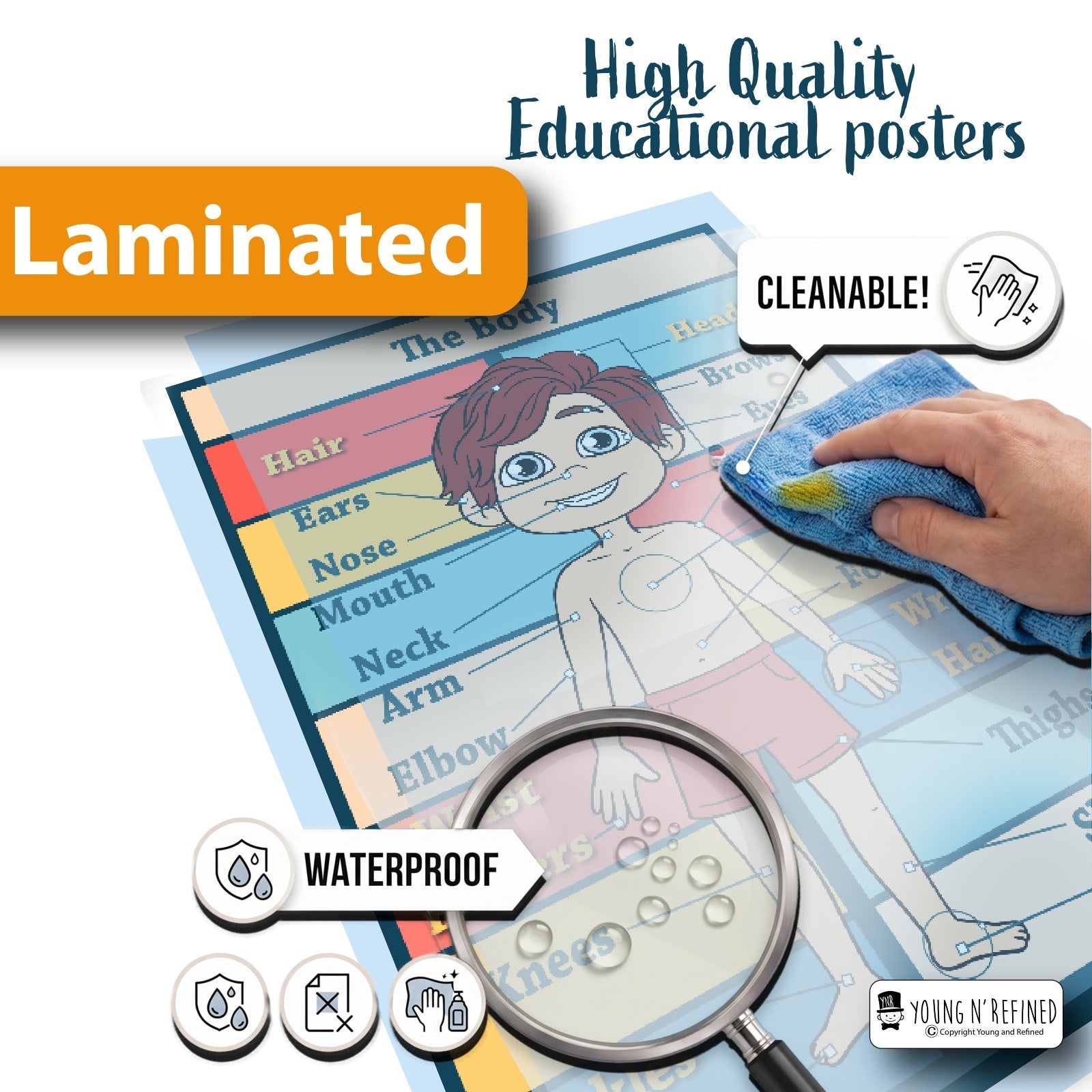 Human Body Laminated Poster