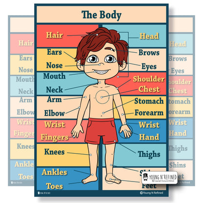 Human Body Parts Poster Main
