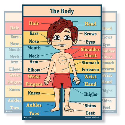 Human Body Parts Educational Classroom Poster