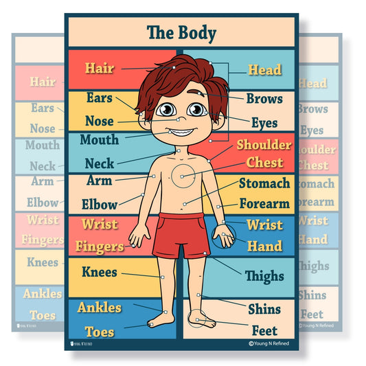 Human Body Parts Educational Classroom Poster
