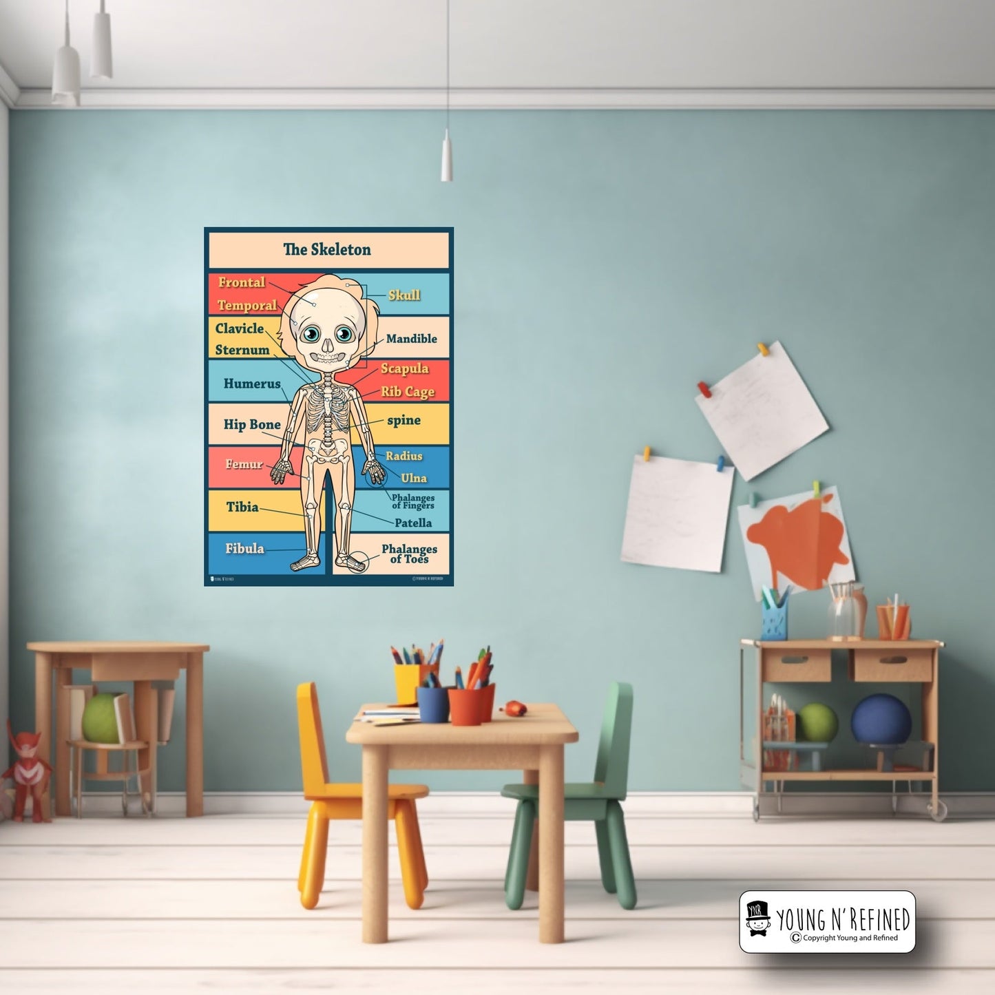 Skeleton Bones Poster in Classroom