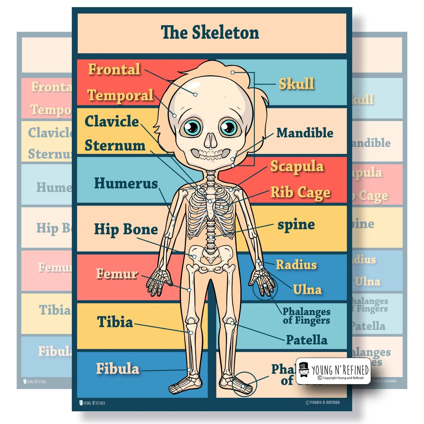 Human Skeleton Bones Poster Main