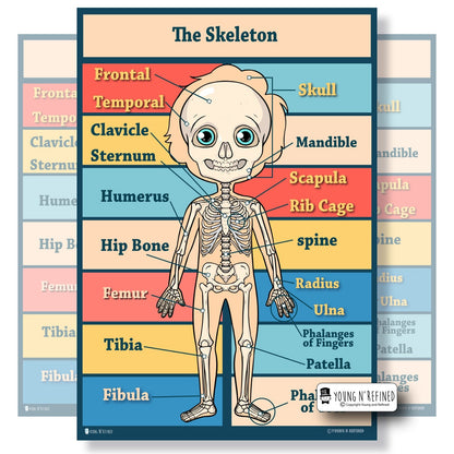 Human Skeleton Bones Poster Main