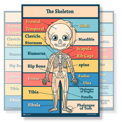 Human Skeleton Bones Educational Classroom Poster