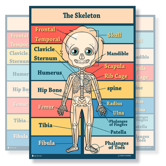 Human Skeleton Bones Educational Classroom Poster