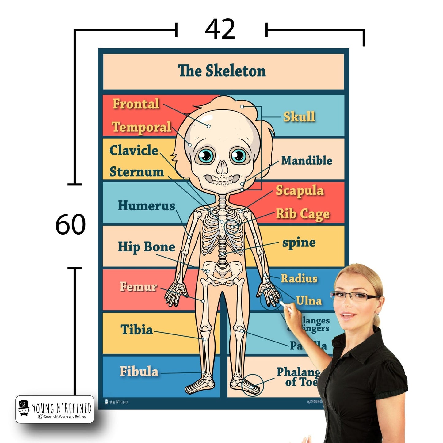 Skeleton Bones 42x60 Size