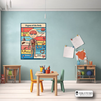 Organs Poster in Classroom