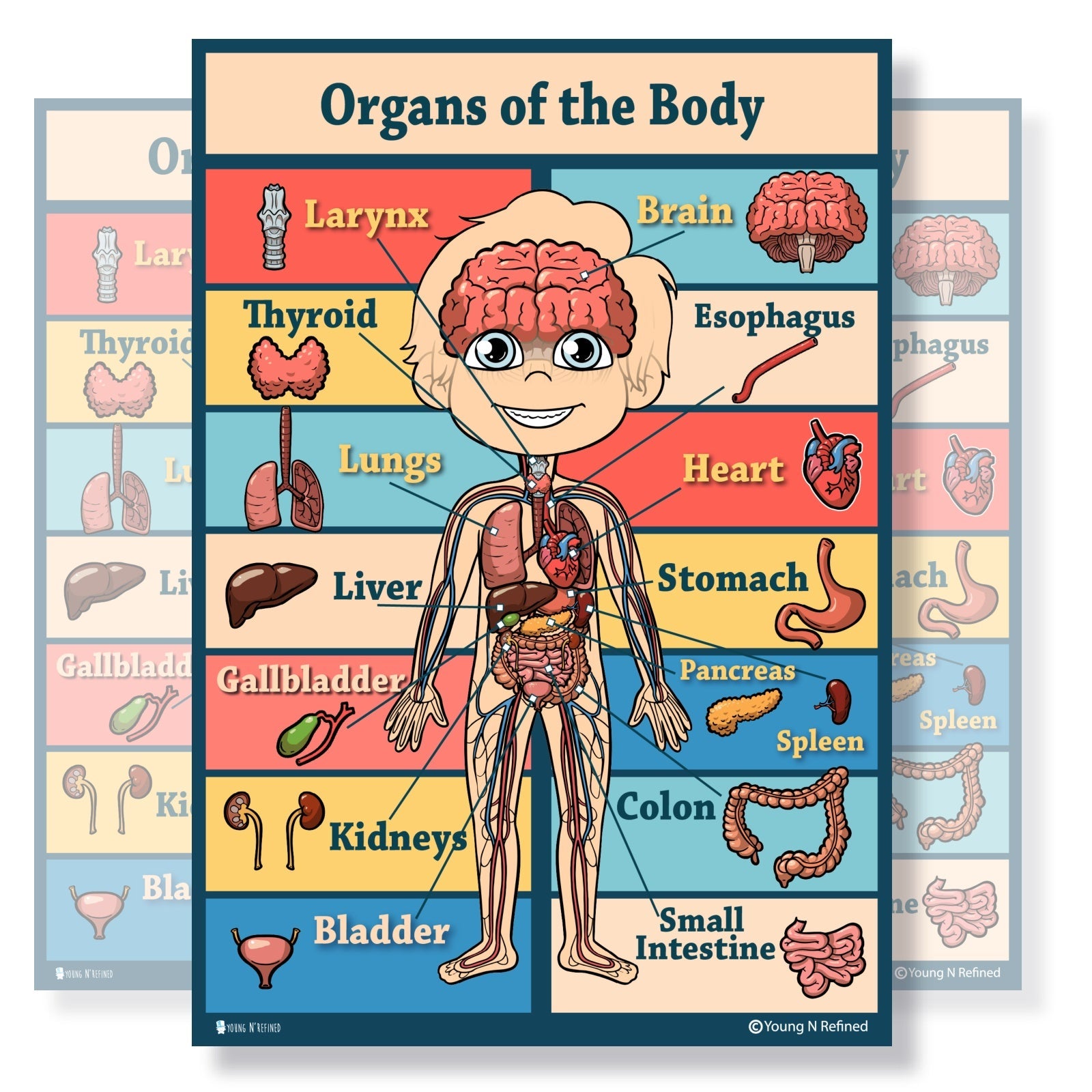 Organs of the Body Educational Classroom Poster