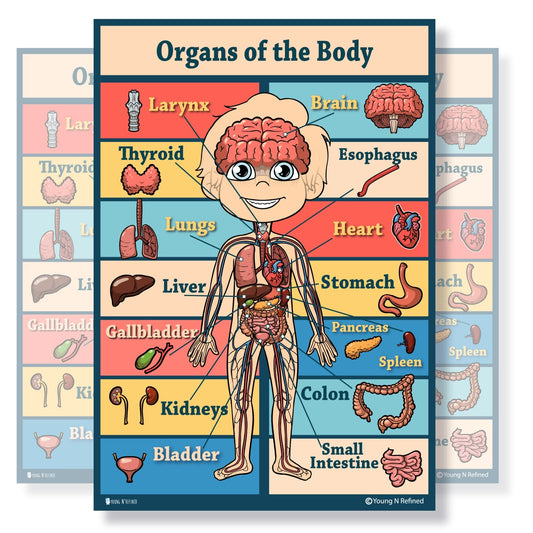 Organs of the Body Educational Classroom Poster