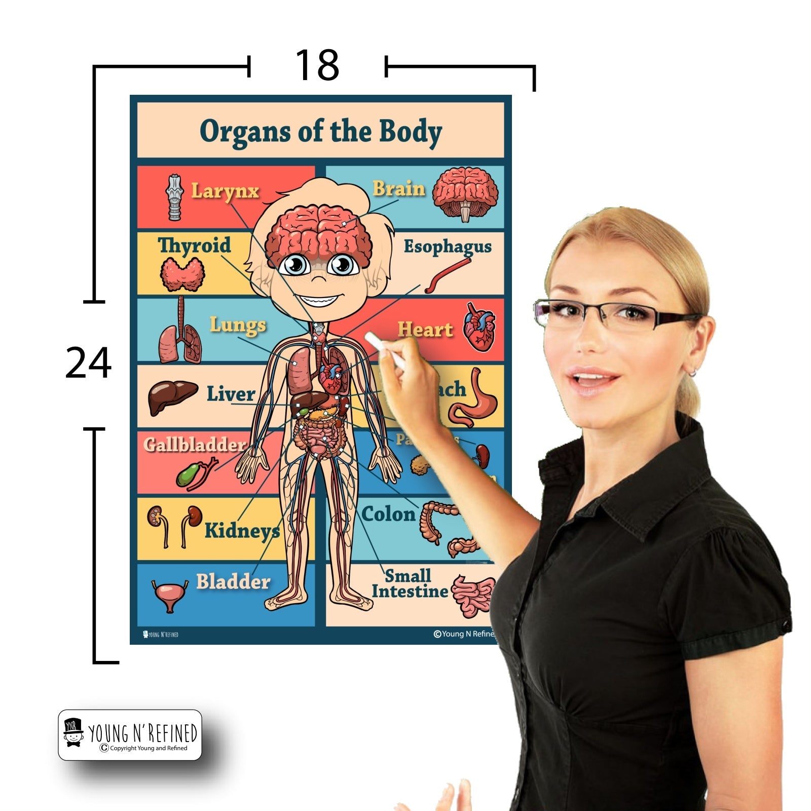 Organs 18x24 Size