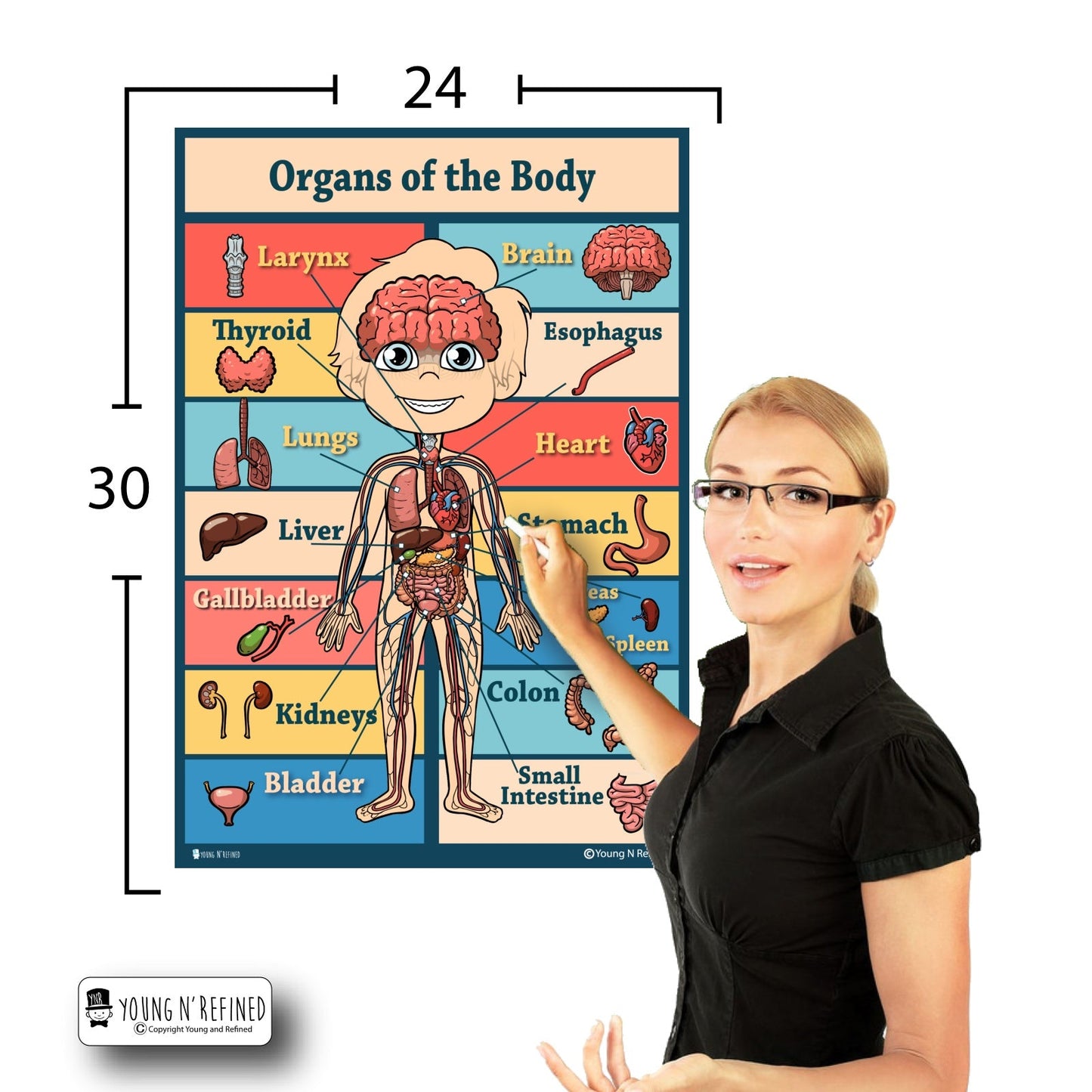 Organs 24x30 Size