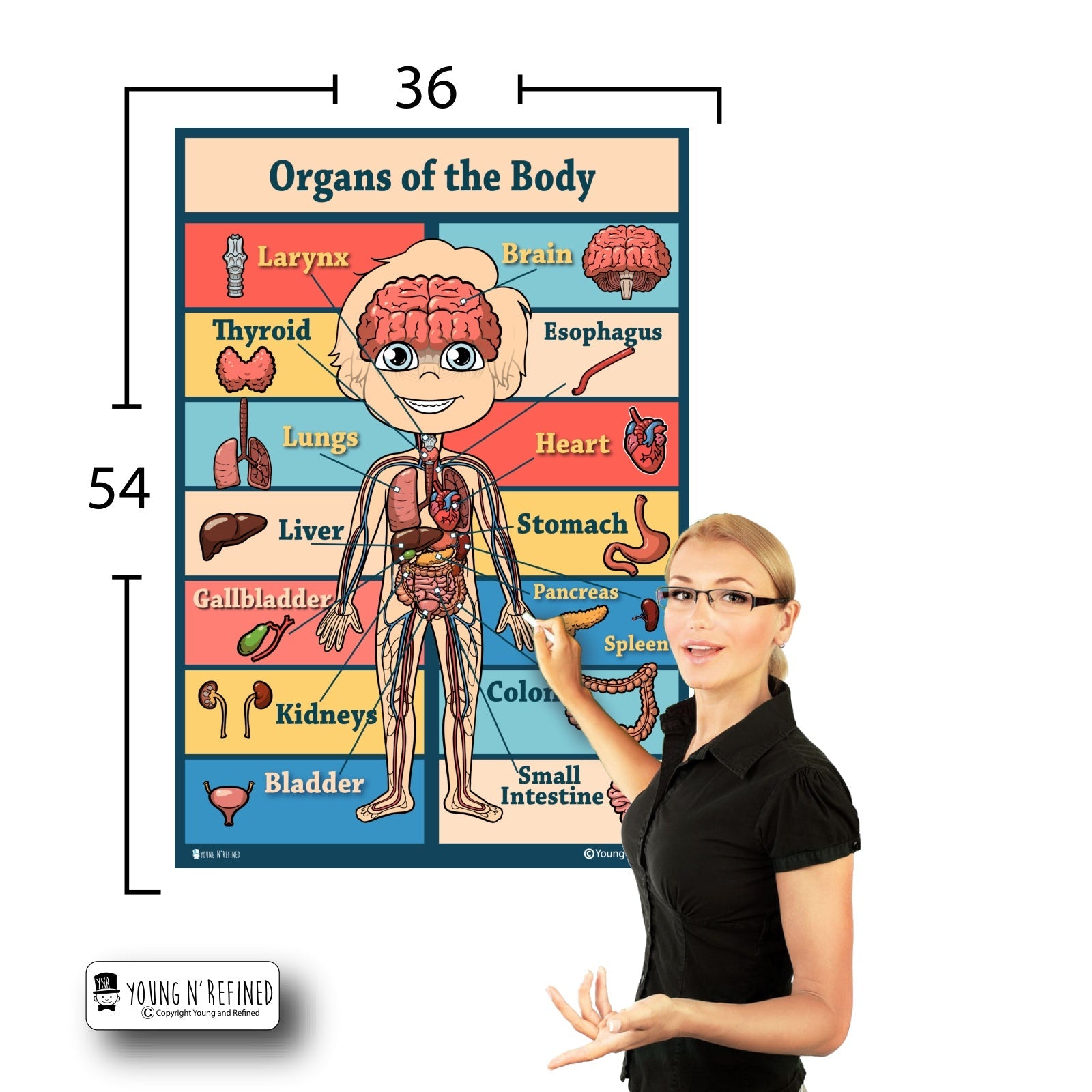 Organs 36x54 Size