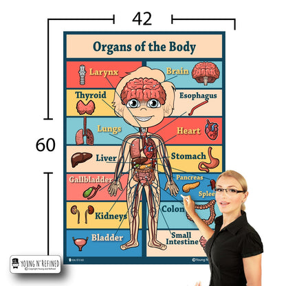 Organs 42x60 Size
